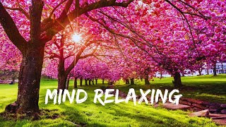 Relaxing Music for Sleep | Stress Relief Music | Anxiety | Study & Work | Deep Mind Relaxation | Spa