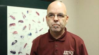 Bed Bugs in Houston on the Rise - Preventative Tips with Steven of ABC Home & Commercial Services