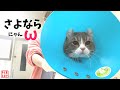 去勢した夫のタマタマが無くなっていることに気づいた妻の反応がこちら【奇跡のイクメン猫】