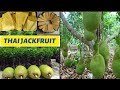 Thai all time jackfruit   1year old plant fruit productionvietnam variety katal