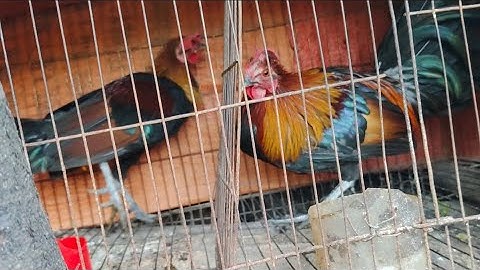 Gà rừng rặc miền Bắc đã bác đầu vào mùa sinh sản, saib qaib qus/💯%