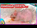 Крыса Плюша удивила / Почему моя крыса лысеет? / Alisa Easy Pets / Алиса Изи петс