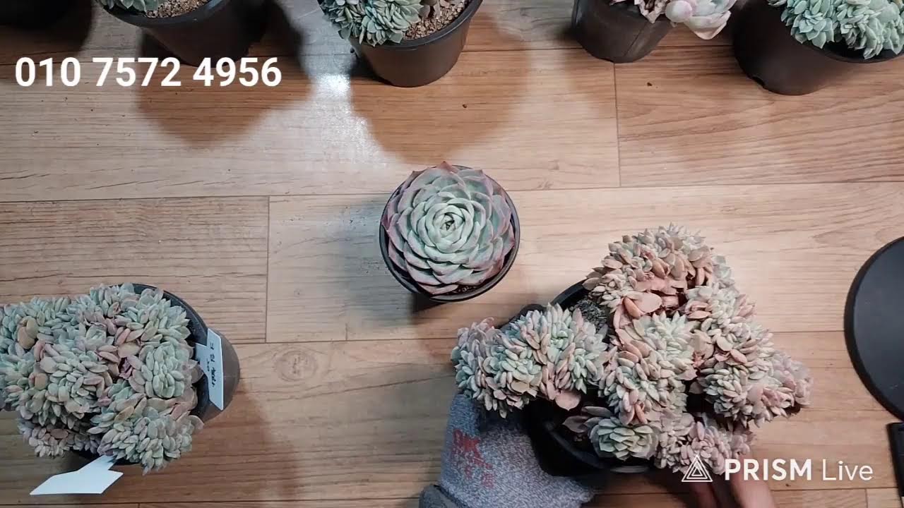 고양 구름다육 라이브 방송