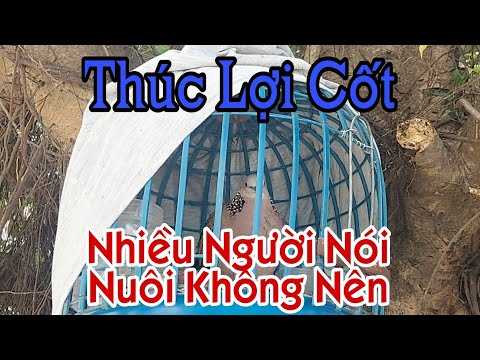 Video Chim Cu Gáy Thúc Lợi Cốt II Cu Gáy Long Phú II Sóc... - youtube
