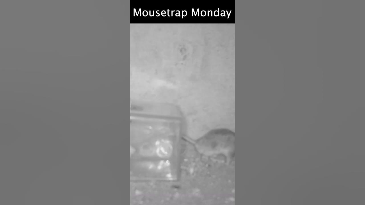 This mouse trap was a TOTAL FAILURE. 