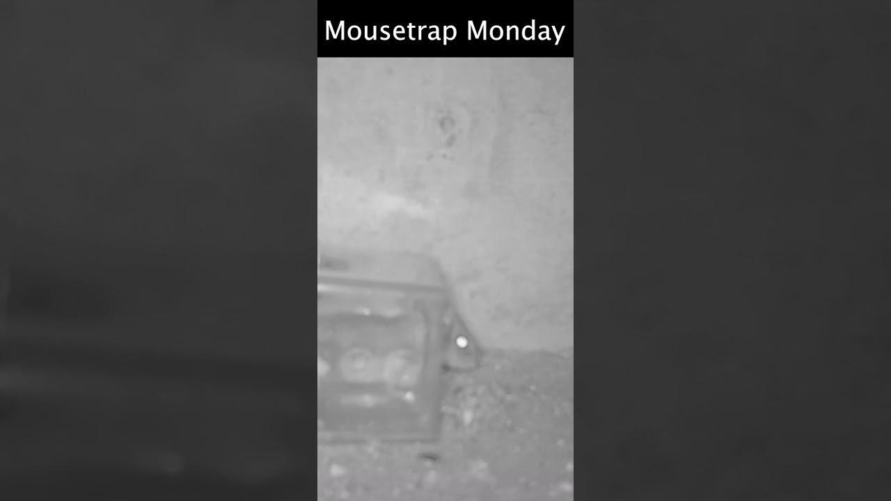 This mouse trap was a TOTAL FAILURE. 