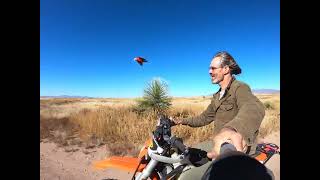 Scarlet macaw Thor practicing flying with the motorcycle