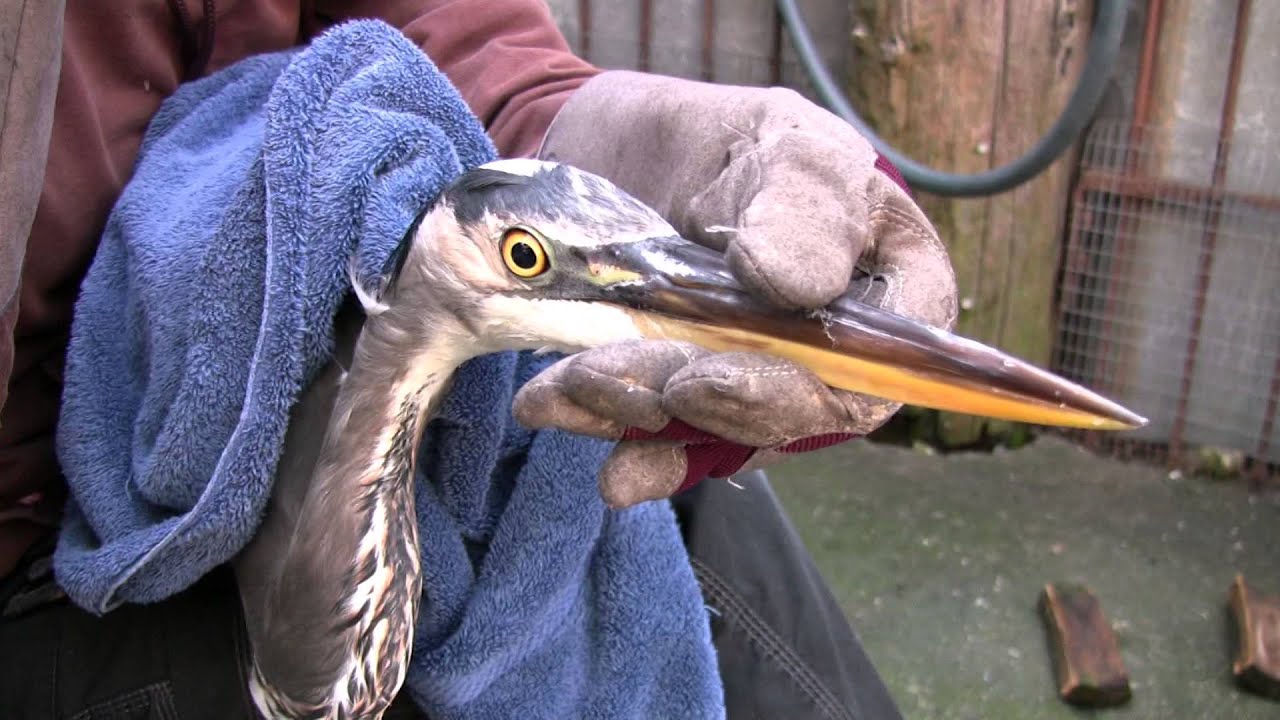 True Facts About Great Blue Herons YouTube