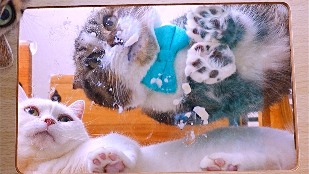猫の肉球　 みんな大好き！猫の肉球🐾 - YouTube