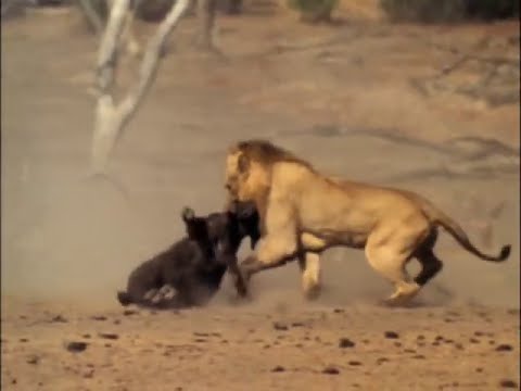 Living with Lions
