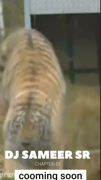 New🔥 Remix Cooming Soon🔥 ll🐯 TIGER DHUN🐯ll DJ SAMEER SR x DJ KBS #SHORTS