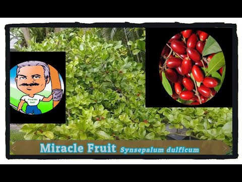 Video: Čo je zázračná bobuľa – tipy na pestovanie zázračných bobúľ a informácie o zázračných rastlinách