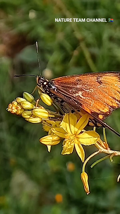NATURE TEAM 🇿🇦  BUTTERFLY ORANGE ACRAEA SA Thanks 👍🏻@EleenVorster#nature #insects #butterfly