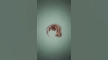 ОПЛОДОТВОРЕНИЕ ПОД МИКРОСКОПОМ