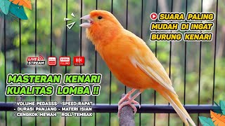 Download lagu Kenari GACOR NGEREK‼️ Masteran Kenari PAUD dan Pancingan Kenari MACET BUNYI dan Betina NGIWIR - 135