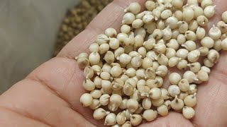 How to Sprout Sorghum (Jowar)
Welcome back to Priyanka N Jain channel! In this video, youll see how to sprout sorghum. Sprouted jowar is very healthy and making sorghum sprouts at home is easy. You can try any gluten free recipe you like with this grain sorghum. These recipes can also help you to lose weight. Stay tuned!
เคนเคฟเคเคฆเฅ เคตเฅเคกเคฟเคฏเฅ เคเฅ เคฒเคฟเค เคนเคฟเคเคฆเฅ เคเฅเคจเคฒ (My Hindi Channel): https://www.youtube.com/channel/UCxuzpD9gw54i6cjnlldYfrw
Products I recommended in US: https://www.amazon.com/shop/hygieneandyou
Products I recommended in INDIA: https://www.amazon.in/shop/hygieneandyou
My Brand of Reusable Menstrual Products: http://www.sochgreen.com/
Use code HNY15 for 15% discount on SochGreen website.
My Blog: http://priyankanjain.com/
Priyanka N Jain Instagram: https://www.instagram.com/priyanka.n.jain/
SochGreen Instagram: https://www.instagram.com/sochgreen/
.
.
.
DISCLAIMER: The information provided on this channel is for awareness and educational purposes only and must not be considered as a substitute for medical advice from a qualified medical practitioner. All viewers of this content, especially those taking prescription medicines, are advised to consult their doctors or qualified health professionals before beginning any nutrition or lifestyle suggestions. Priyanka N Jain does not take responsibility for possible health consequences for any person following the information in the content provided.
This video and description contains affiliate links, which means that if you click on one of the product links, we will receive a small commission. This helps support the channel and allows us to continue to make videos like this. Thank you for the support! How to Sprout Sorghum (Jowar)
