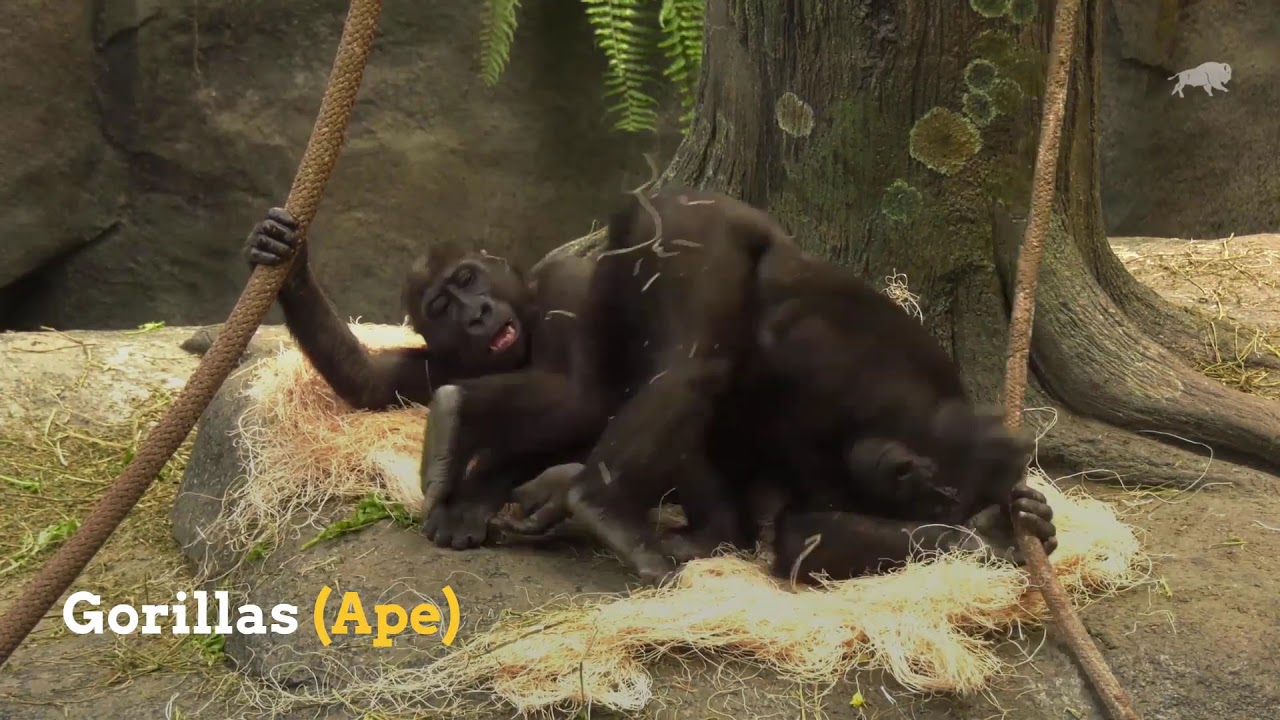  Monkey  or Ape  Here s How to Tell the Difference YouTube