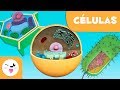 La célula para niños: Tipos, estructura, funciones y partes  - Ciencia para niños