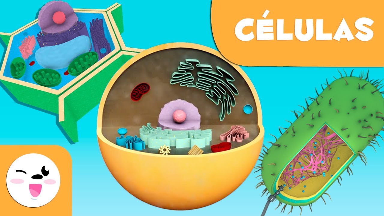 La célula para niños - Tipos, estructura, funciones y partes - Ciencia para  niños - YouTube