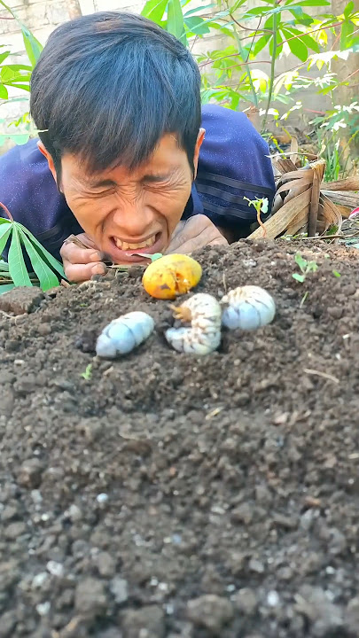 Cara memanggil larva kumbang keluar dari dalam tanah - #shorts #larvae #larva