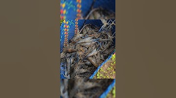 Tôm Càng Xanh | Cách Lựa Tôm Cực Đỉnh Ở Miền Tây #shorts #tomcangxanh