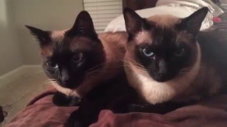 ВСЁ ОБО ВСЁМ или просто СИАМСКИЕ БУДНИ =^..^= СИАМСКИЕ КОШКИ ВСЁ ОБО ВСЁМ или просто СИАМСКИЕ БУДНИ =^..^= СИАМСКИЕ КОШКИ