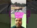 Elk attack on cars #dear #foryou #shorts #viral