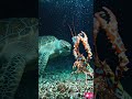 The Most Dangerous Punch in the Ocean