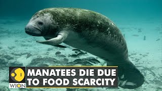 Amid food scarcity, Florida manatees dying in record numbers | WION Climate Tracker