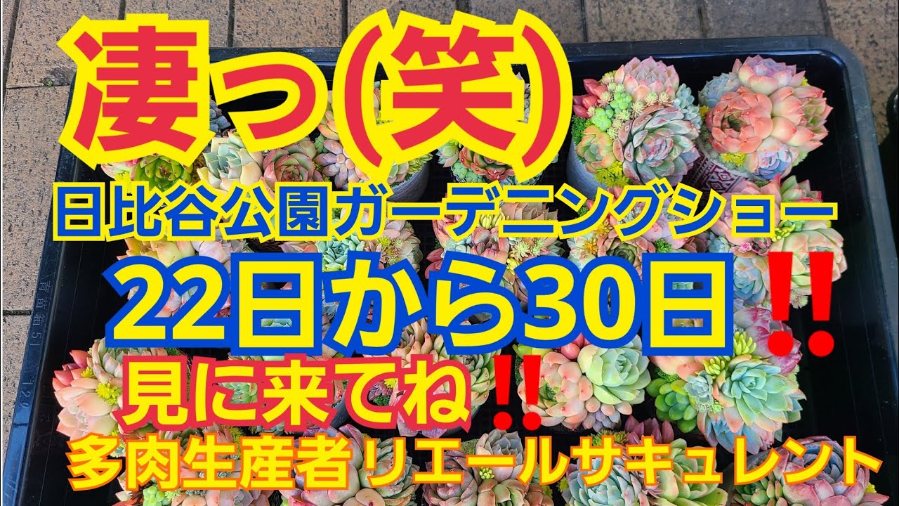 多肉植物 ガーデニング 日比谷公園ガーデニングショー 明日から30日まで開催 是非3作品を見に来てね 22年10月21日 Youtube