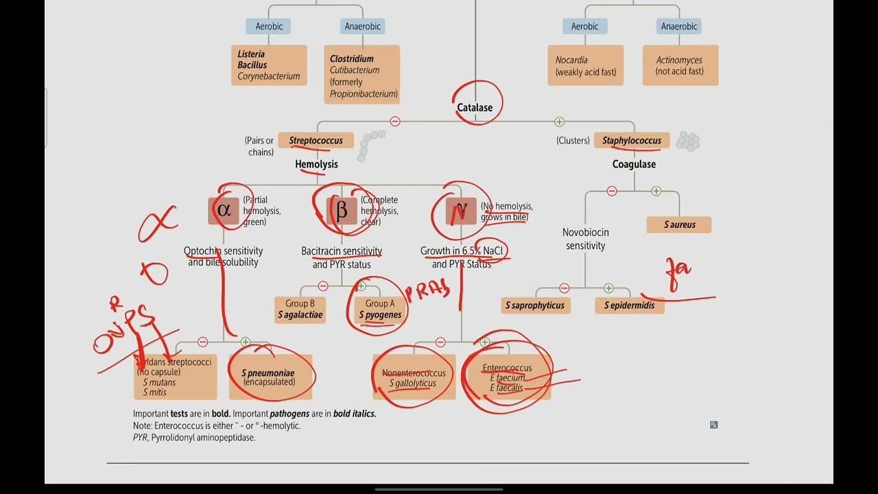 Gram positive lab algorithm microbiology 7 first aid usmle in