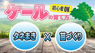 #1.ケールの育て方【夏〜冬に育てる】種まき・苗づくり【家庭菜園】