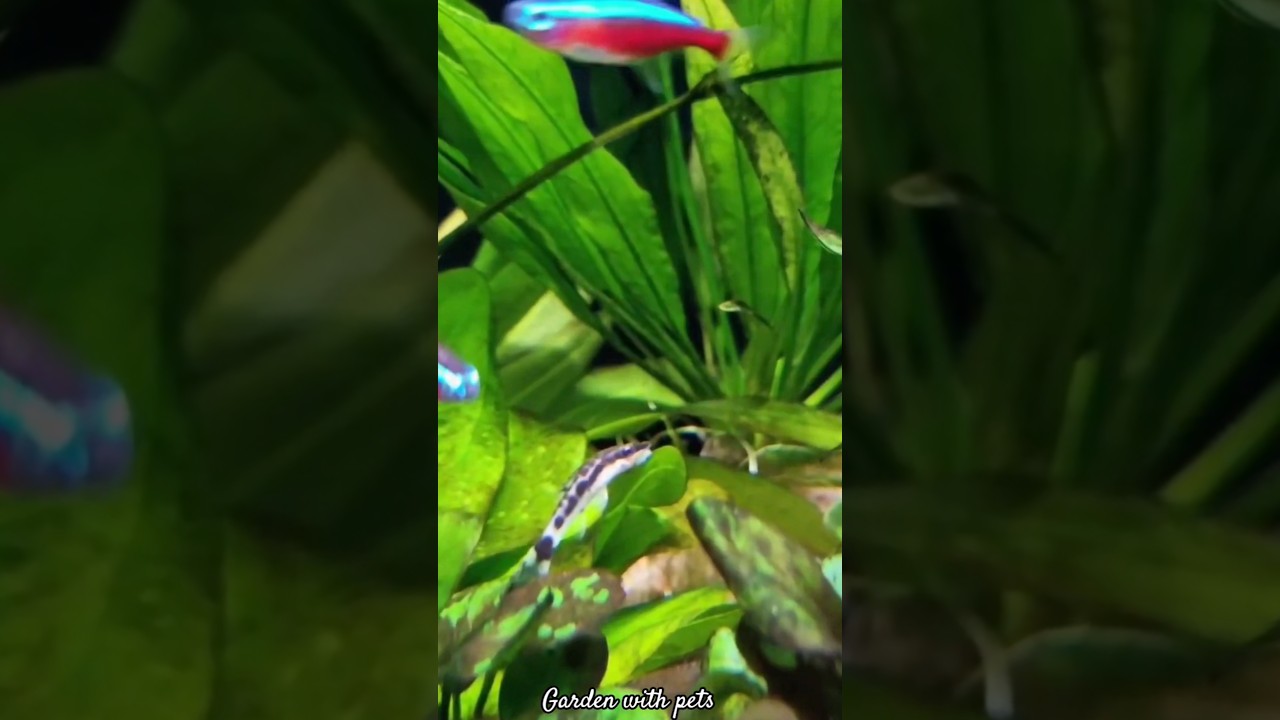 Wanna mesmerize your heart?😇 | Wonderful aquarium | planted aquarium idea 