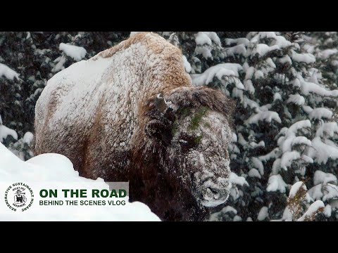 YELLOWSTONE WINTER | its survival of the fittest, with bison.