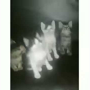Kucing koplo