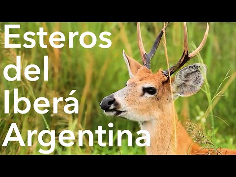 Laguna Iberá - Casa de Esteros - Esteros del Iberá - Argentina