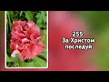 Гимны надежды 255 За Христом последуй (-)