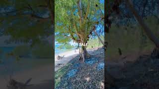BEACHFRONT FOR SALE | 2988SQM | 29METERS FRONTAGE | ALL IN TRANSFER | 3.6M ONLY