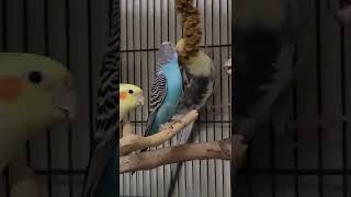 Cockatiel and budgies fighting over treat by Alis Flock 15 views 1 year ago 1 minute, 31 seconds