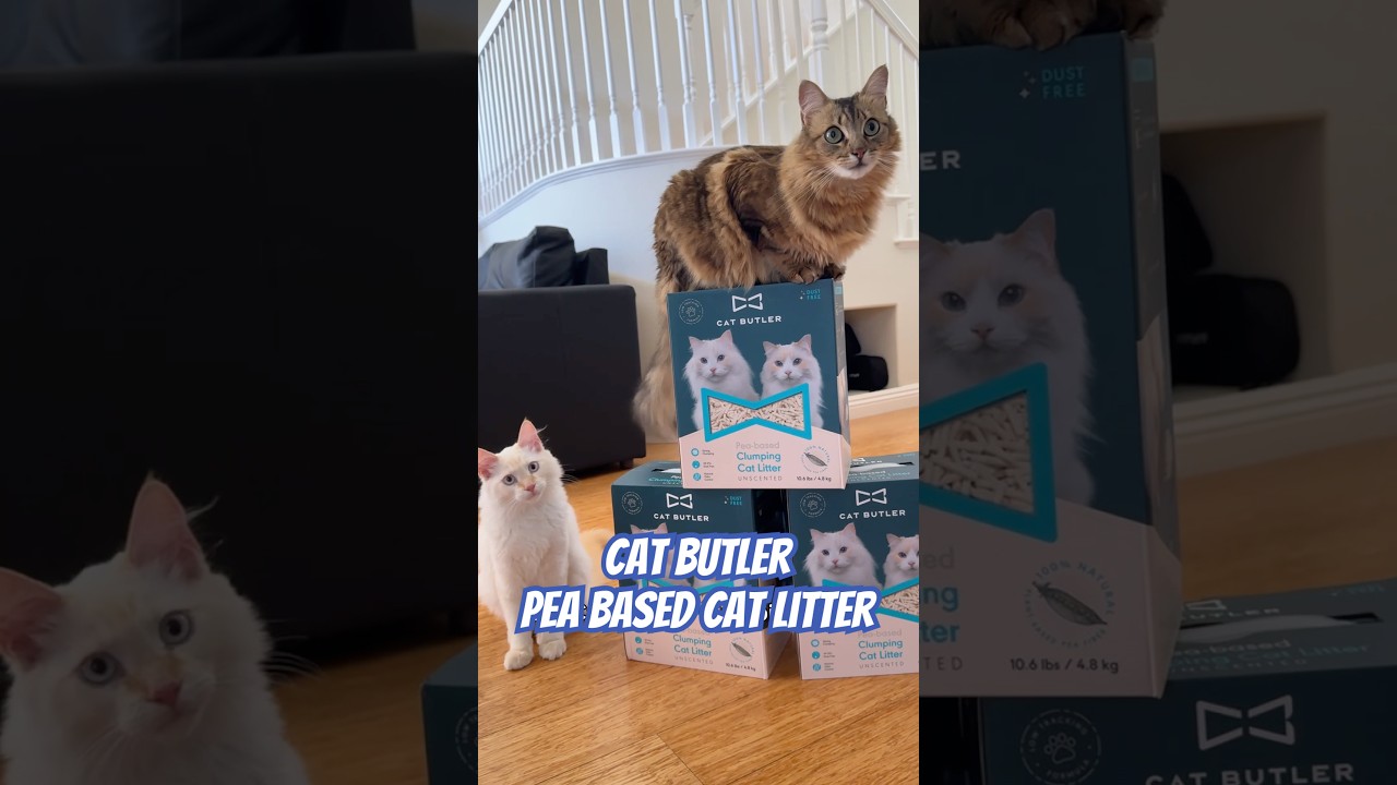 Best Pea-based Cat Litter from 