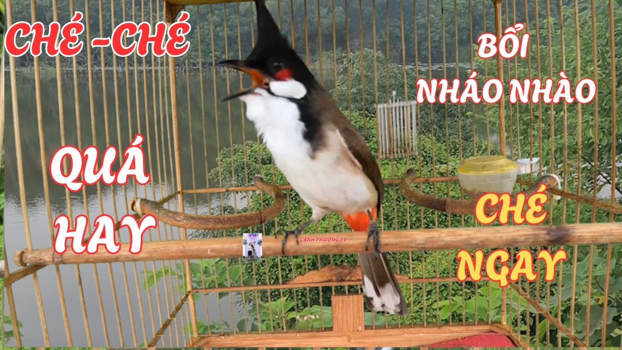 Chào Mào Kích Bổi Lên Lửa!.. Luyện Chào Mào Hót Đấu - Chào Mào Kích Trống Hót Căng Lửa. chào mào đấu