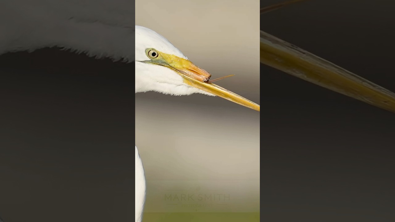 Meet “Beakless” The bird who refuses to give up.