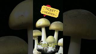 Pretty but deadly 😱🍄Meet the Death Cap — the silent killer of the forest. #weirdfacts #NatureFacts