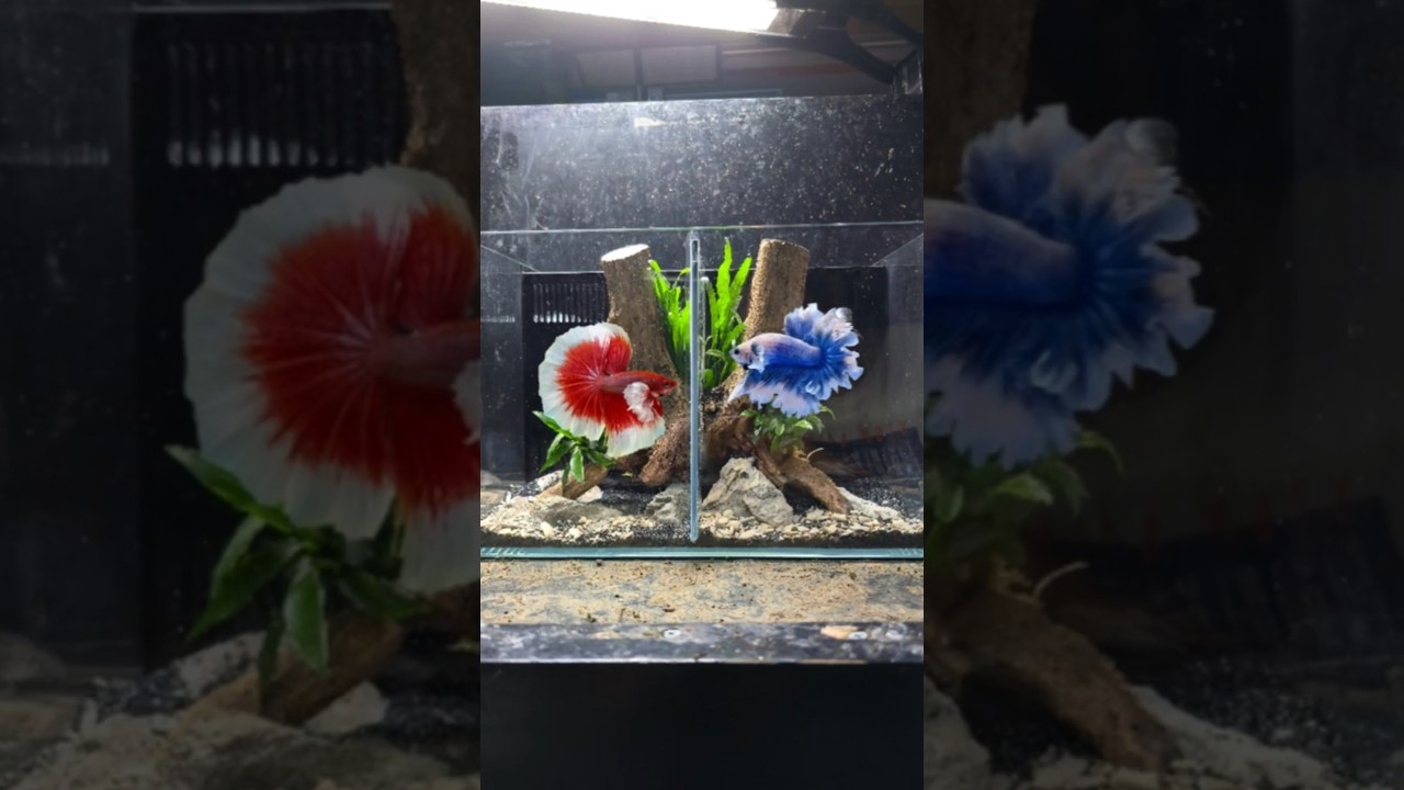 unique betta tank  setup #aquscape.ae #uae #aquascape #bettafish
