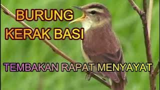 KERAK BASI TEMBAKAN RAPAT MENYAYAT |birds singing| |birds training|