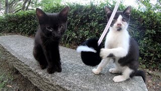 二匹の子猫が毛玉のオモチャを夢中で追いかける