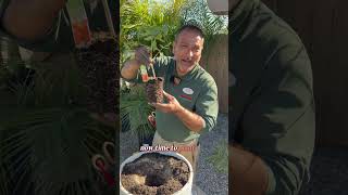 Large Pots, Bigger Tomatoes The Complete Method