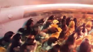 100S Of Cute Young Chicks