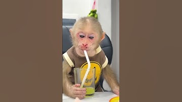 baby monkey