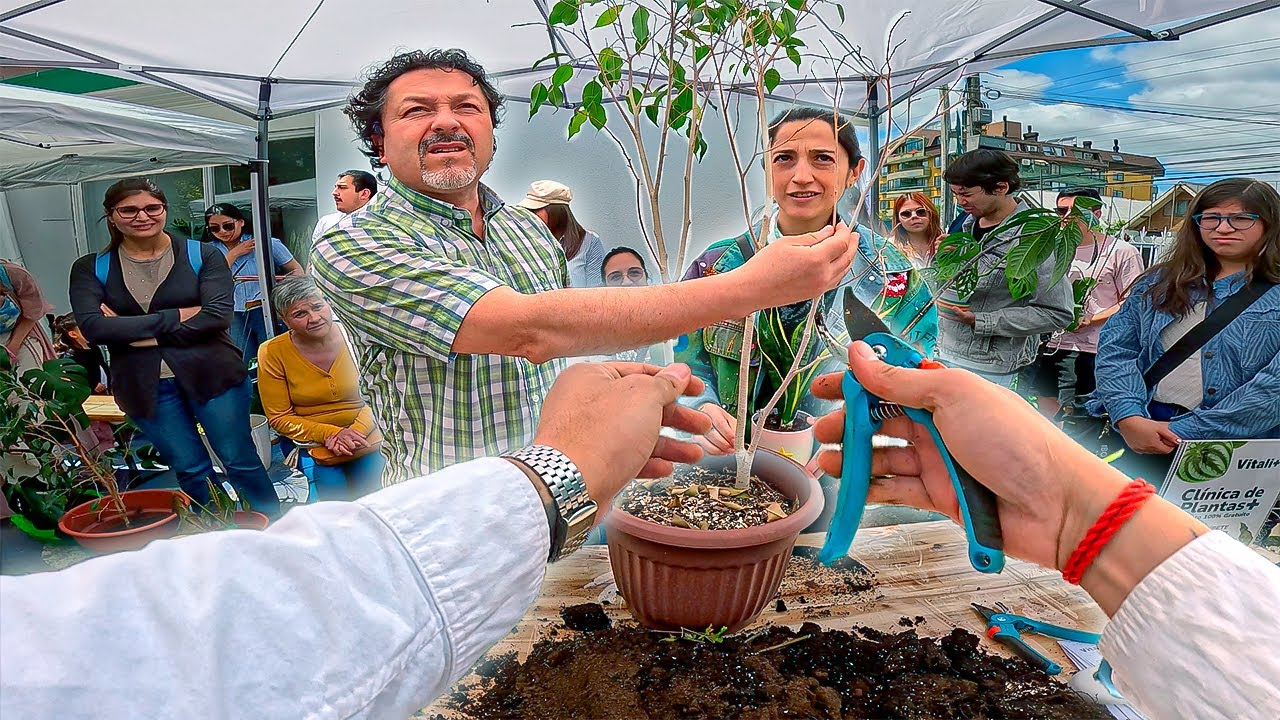 Cómo cuidar un Ficus Benjamina TODO EL AÑO